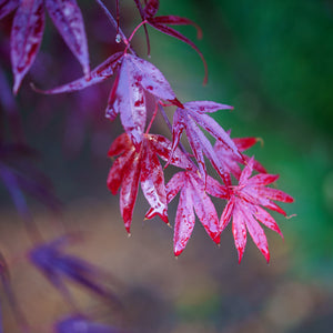 Pung Kil Japanese Maple - Japanese Maple - Japanese Maples