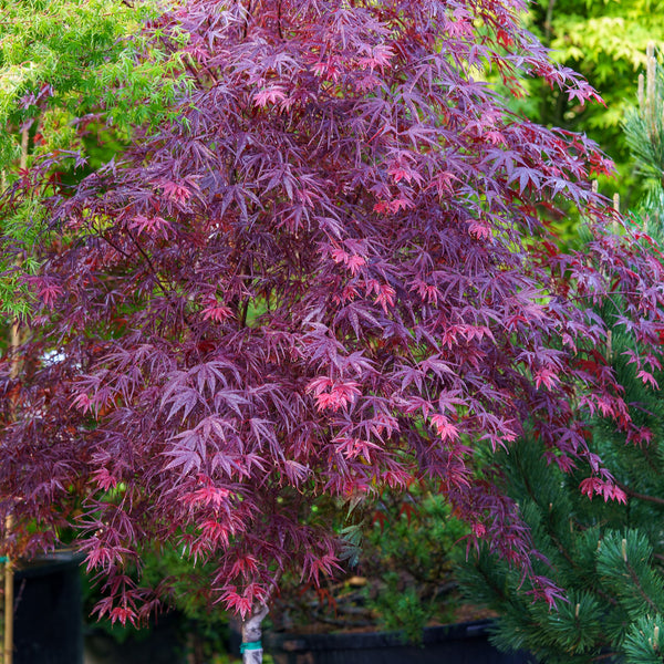 Pung Kil Japanese Maple - Japanese Maple - Japanese Maples