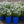 Load image into Gallery viewer, Purity Candytuft