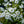 Load image into Gallery viewer, Purity Candytuft