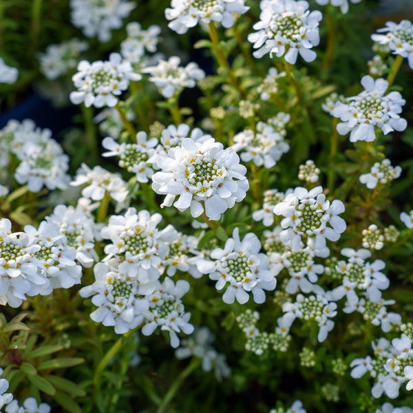 Purity Candytuft