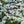 Load image into Gallery viewer, Purity Candytuft