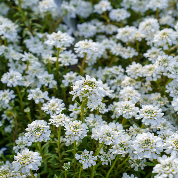 Purity Candytuft
