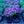 Load image into Gallery viewer, Purple Beauty Creeping Phlox