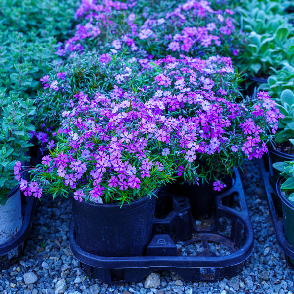 Purple Beauty Creeping Phlox