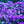 Load image into Gallery viewer, Purple Beauty Creeping Phlox