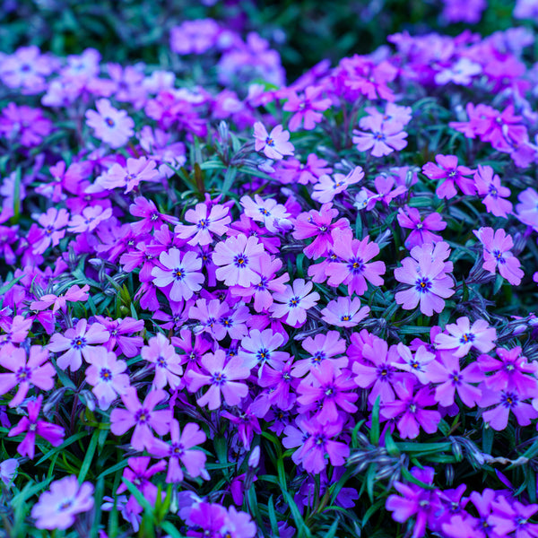 Purple Beauty Creeping Phlox
