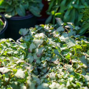 Purple Dragon Lamium