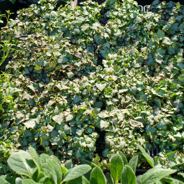 Purple Dragon Lamium
