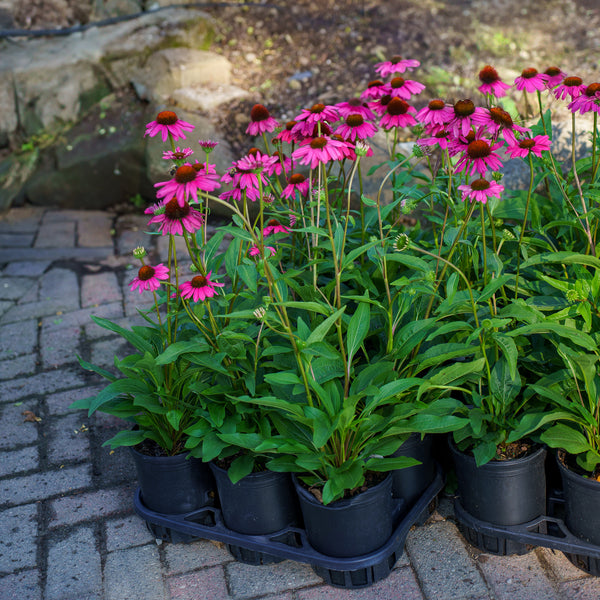 Purple Emperor Coneflower