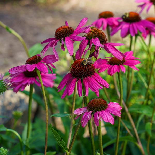 Purple Emperor Coneflower