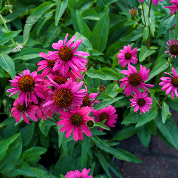 Purple Emperor Coneflower