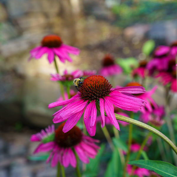 Purple Emperor Coneflower