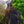 Load image into Gallery viewer, Purple Fountain Beech - Beech - Shade Trees