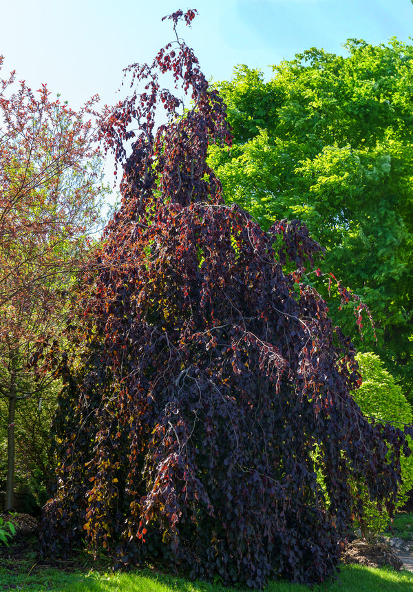Purple Fountain Beech