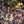 Load image into Gallery viewer, Purple Fountain Beech - Beech - Shade Trees