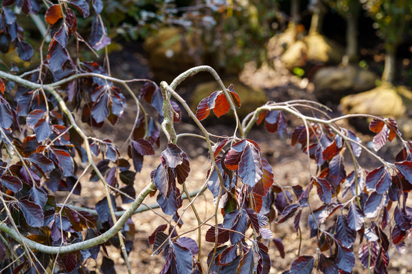 Purple Fountain Beech