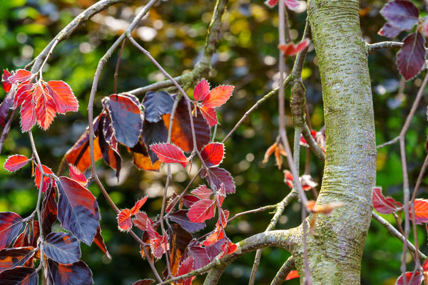 Purple Fountain Beech