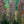 Load image into Gallery viewer, Purple Fountain Beech - Beech - Shade Trees