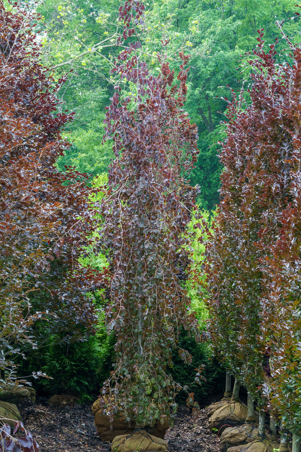 Purple Fountain Beech