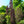 Load image into Gallery viewer, Purple Fountain Beech - Beech - Shade Trees