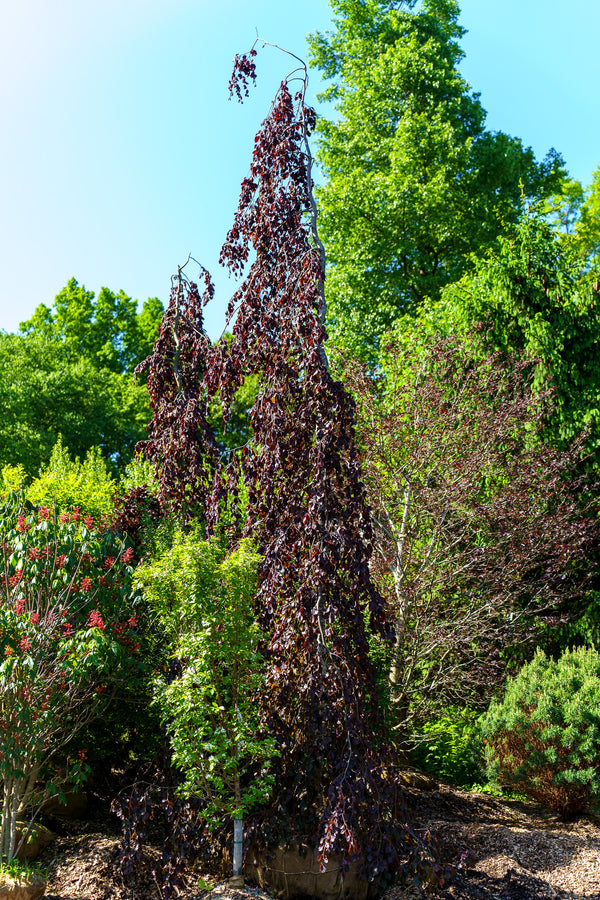 Purple Fountain Beech