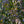 Load image into Gallery viewer, Purple Fountain Beech - Beech - Shade Trees