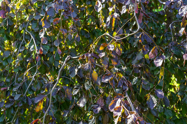 Purple Fountain Beech