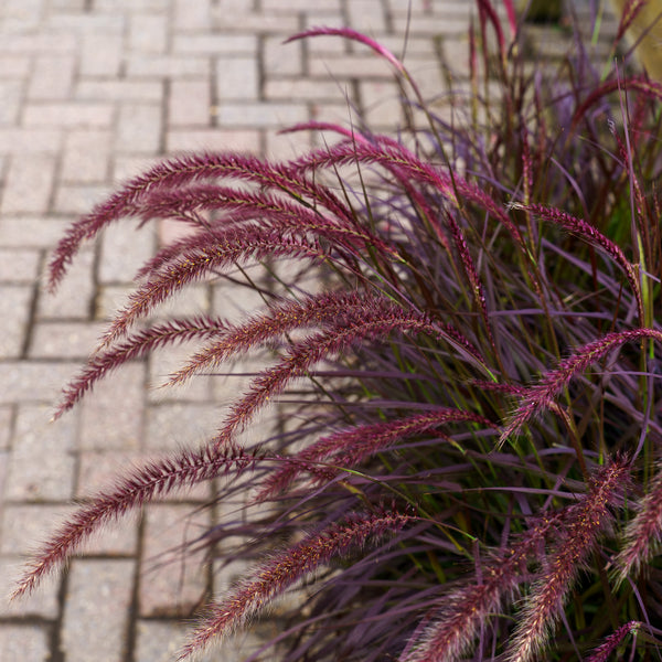 Red Fountain Grass