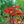 Load image into Gallery viewer, Purple Ghost Japanese Maple - Japanese Maple - Japanese Maples