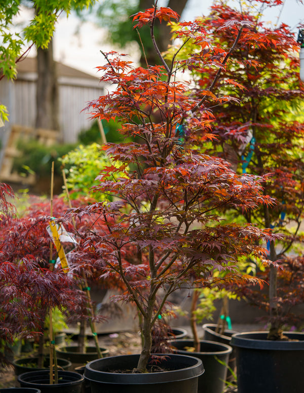 Purple Ghost Japanese Maple - Japanese Maple - Japanese Maples