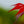 Load image into Gallery viewer, Purple Ghost Japanese Maple - Japanese Maple - Japanese Maples