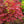 Load image into Gallery viewer, Purple Ghost Japanese Maple