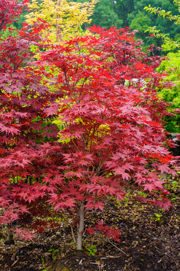 Purple Ghost Japanese Maple