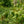 Load image into Gallery viewer, Purpleleaf Bailey Select Amer. Hazelnut
