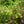 Load image into Gallery viewer, Purpleleaf Bailey Select Amer. Hazelnut