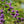 Load image into Gallery viewer, Purple Pride Beautyberry - Other Shrubs - Shrubs