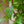 Load image into Gallery viewer, Purple Pride Beautyberry - Other Shrubs - Shrubs