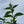 Load image into Gallery viewer, Purple Pride Beautyberry - Other Shrubs - Shrubs