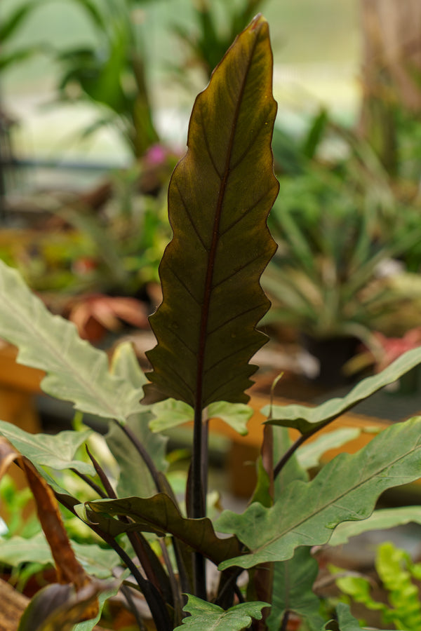 Lauterbachiana Elephant Ear