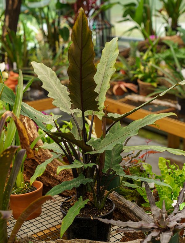 Lauterbachiana Elephant Ear
