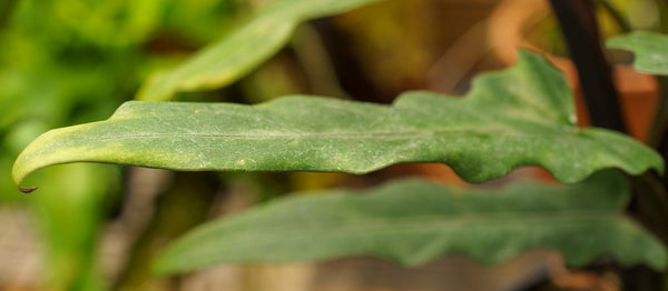 Lauterbachiana Elephant Ear