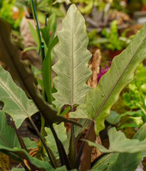 Lauterbachiana Elephant Ear