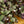 Load image into Gallery viewer, Purple Waffle Plant