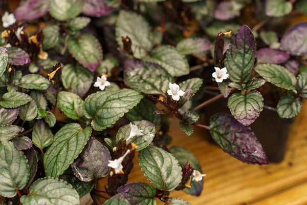 Purple Waffle Plant