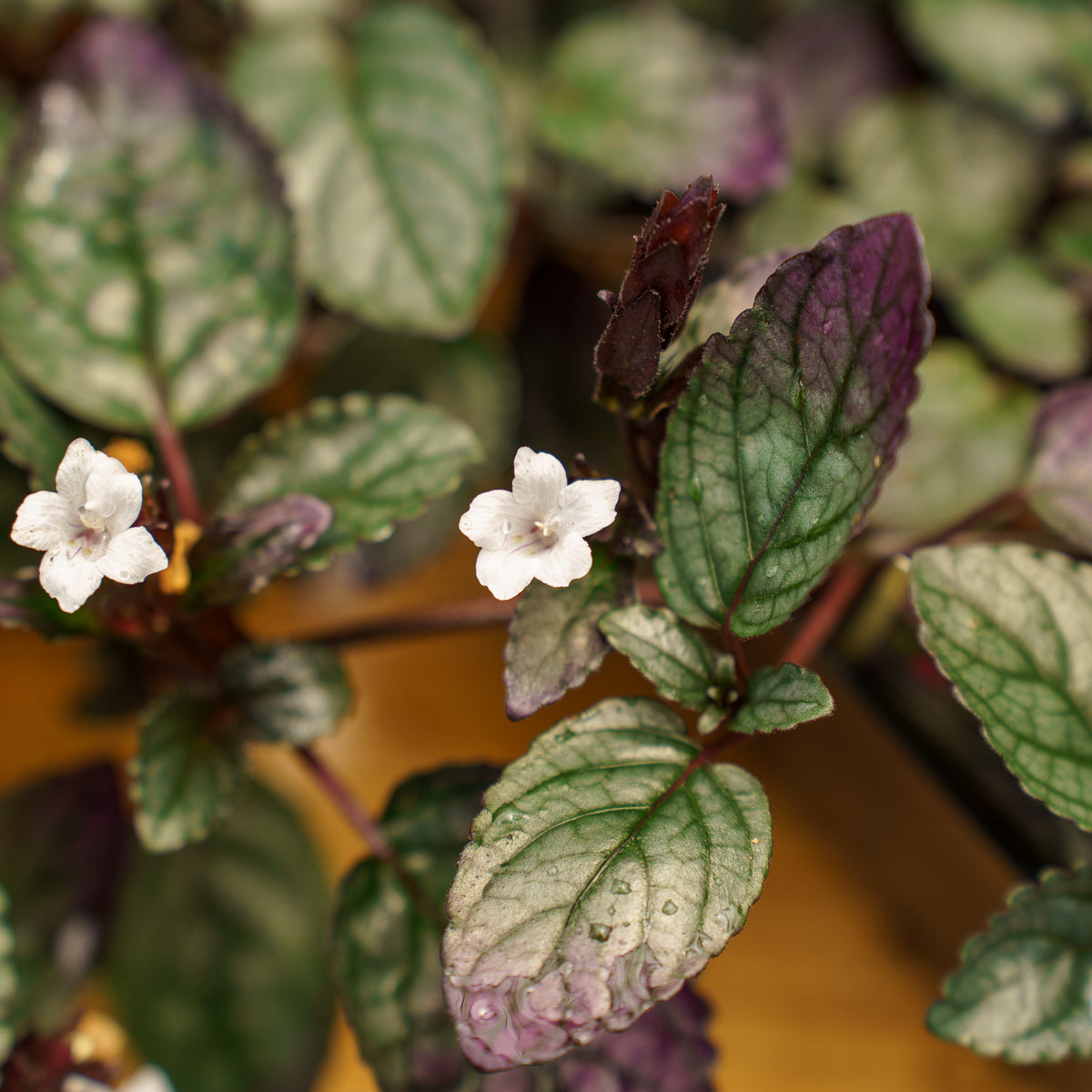 indoor purple flower plants Purple Waffle Plant – Plant Detectives