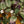 Load image into Gallery viewer, Purple Waffle Plant