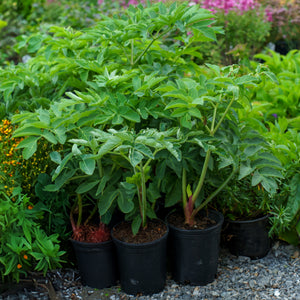 Purple-Stemmed Angelica
