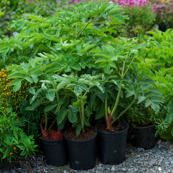 Purple-Stemmed Angelica