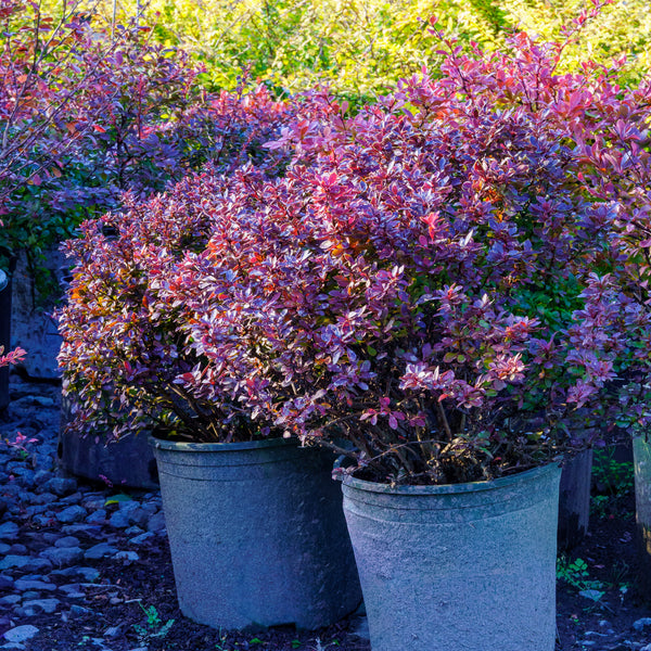 Pygmy Ruby Barberry